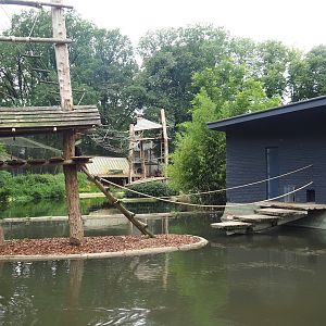 Lar gibbon island and house, 2023-08-17