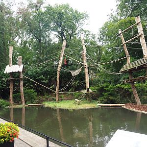 Lar gibbon island, 2023-08-17