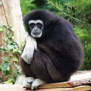 Lar gibbon (Hylobates lar), 2023-08-17