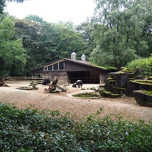 Domestic yak paddock, 2023-08-17