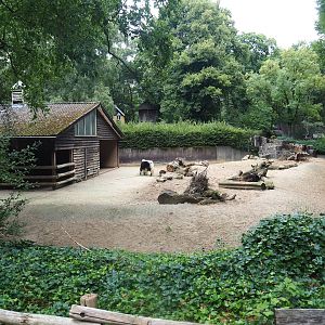 Domestic yak paddock, 2023-08-17