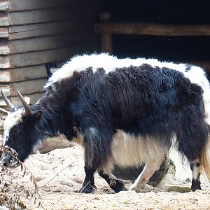 Domestic yak (Bos grunniens), 2023-08-17