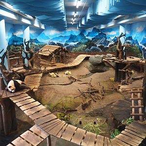 Pandasia - First giant panda indoor exhibit, 2023-08-17
