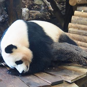 Giant panda (Ailuropoda melanoleuca), 2023-08-17