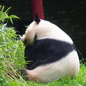 Giant panda (Ailuropoda melanoleuca), 2023-08-17