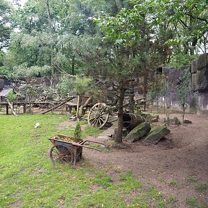 Red panda and Reeves' muntjac exhibit, 2023-08-17