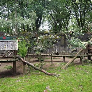 Red panda and Reeves' muntjac exhibit, 2023-08-17