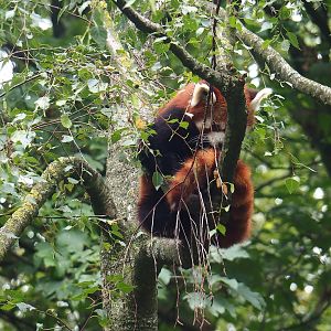Nepalese red panda (Ailurus fulgens), 2023-08-17