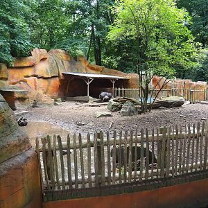 Swallow-bellied Mangalitsa pig exhibit, 2023-08-17