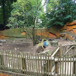 Swallow-bellied Mangalitsa pig exhibit, 2023-08-17