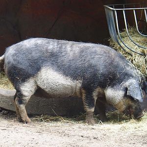 Swallow-bellied Mangalitsa pig (Sus domesticus), 2023-08-17