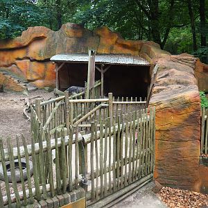 Swallow-bellied Mangalitsa pig holding area, 2023-08-17