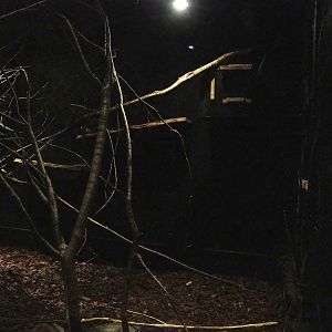 Short-tailed spotted cuscus exhibit, 2023-08-17