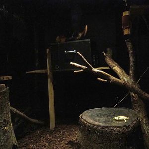 Short-tailed spotted cuscus exhibit, 2023-08-17