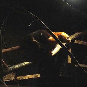 Short-tailed spotted cuscus (Spilocuscus maculatus), 2023-08-17