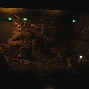 Nocturnal terrarium for Giant African millipedes, 2023-08-17a