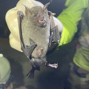 Gray Short-tailed Bat (Carollia subrufa)