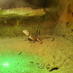 Agamid (?) - Plzen Zoo