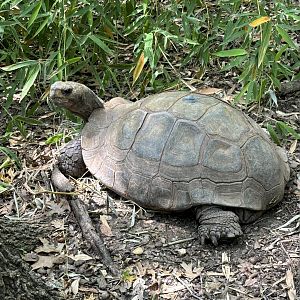 Brown Mountain Tortoise