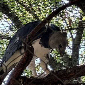 Harpy Eagle