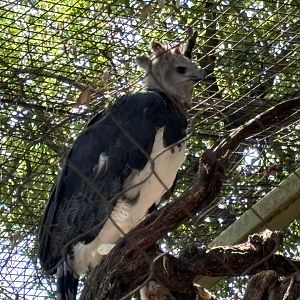 Harpy Eagle