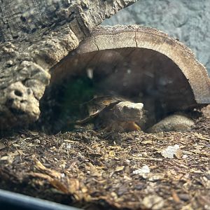 Home’s Hinge Back Tortoise