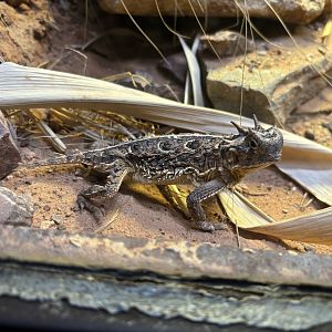 Texas Horned Lizard