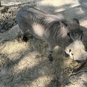 Warthog