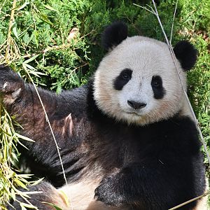 Giant panda (Ailuropoda melanoleuca)