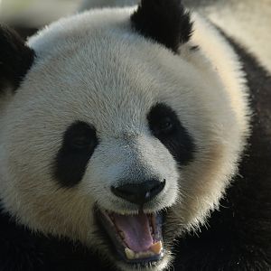 Giant panda (Ailuropoda melanoleuca)