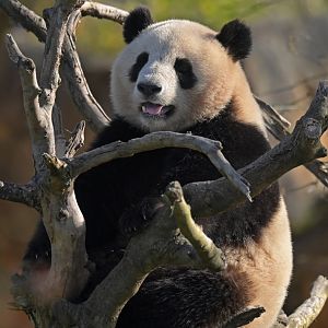 Giant panda (Ailuropoda melanoleuca)