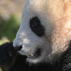 Giant panda (Ailuropoda melanoleuca)