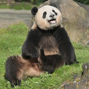 Giant panda (Ailuropoda melanoleuca)