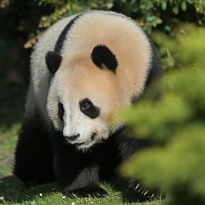 Giant panda (Ailuropoda melanoleuca)