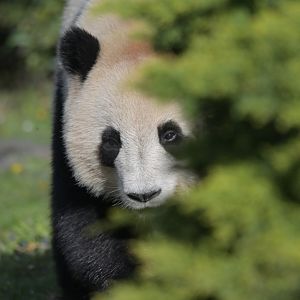 Giant panda (Ailuropoda melanoleuca)