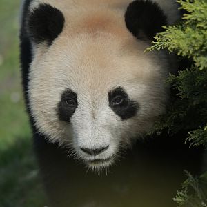 Giant panda (Ailuropoda melanoleuca)
