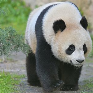 Giant panda (Ailuropoda melanoleuca)