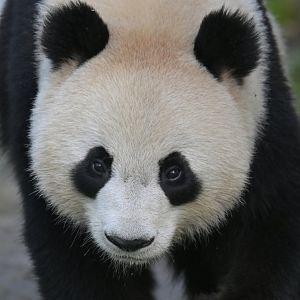 Giant panda (Ailuropoda melanoleuca)