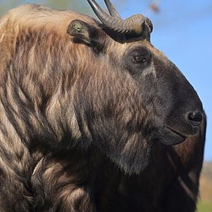 Mismi takin (Budorcas taxicolor taxicolor)