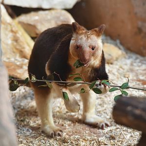 Goodfellow's tree kangaroo (Dendrolagus goodfellowi)