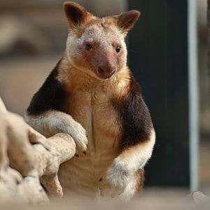 Goodfellow's tree kangaroo (Dendrolagus goodfellowi)