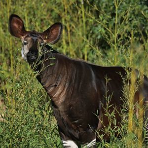 Okapi (Okapia johnstoni)