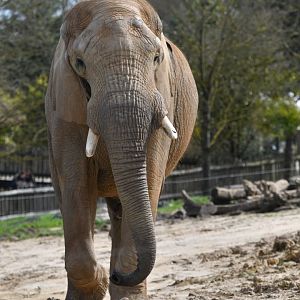 African bush elephant (Loxodonta africana)