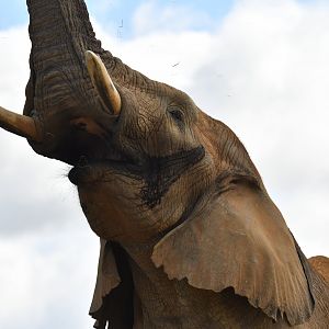 African bush elephant (Loxodonta africana)