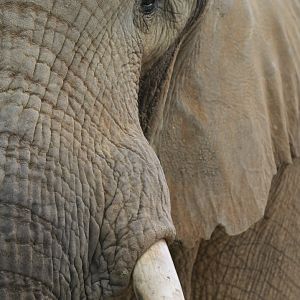 African bush elephant (Loxodonta africana)