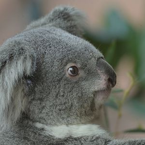 Koala (Phascolarctos cinereus)