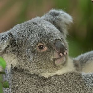 Koala (Phascolarctos cinereus)