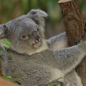 Koala (Phascolarctos cinereus)