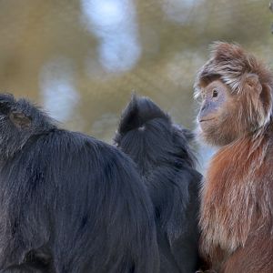 Javan langur (Trachypithecus auratus)
