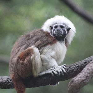 Cotton-Top Tamarin (Saguinus oedipus)